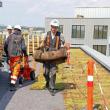 Grønne tage køler storbyerne